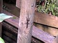 17a - Parc des Mamelles - Zoo 036